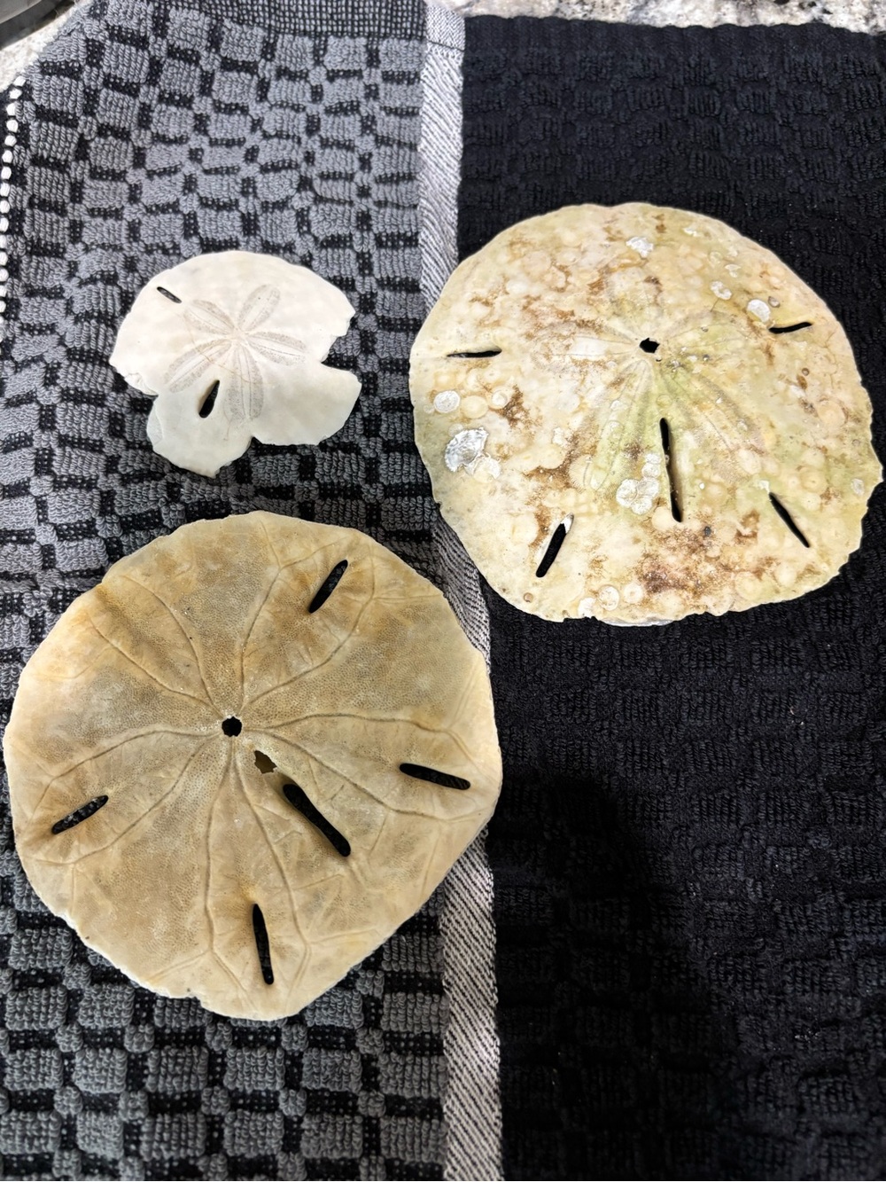 Natural Sand Dollar Set - Beige and Cream Beach Decor From the Ocean!